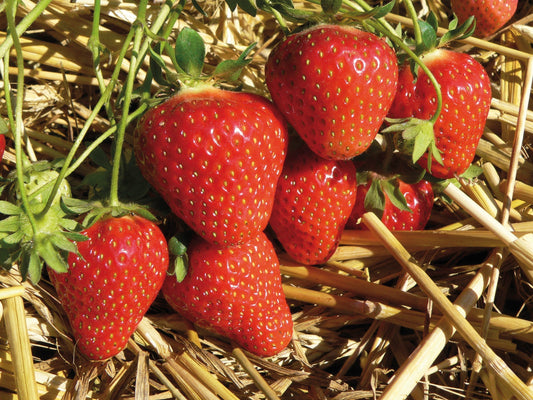 Rendement fraisier : repères et leviers d'optimisation