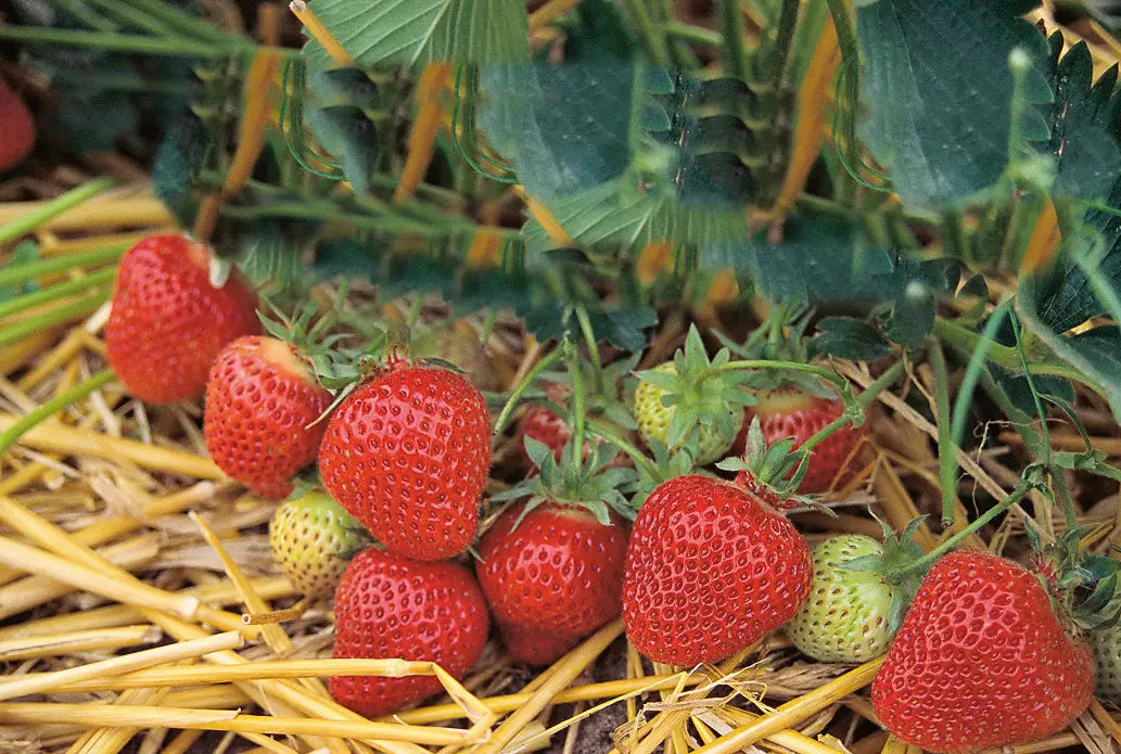 Plantation du fraisier : dates et densités